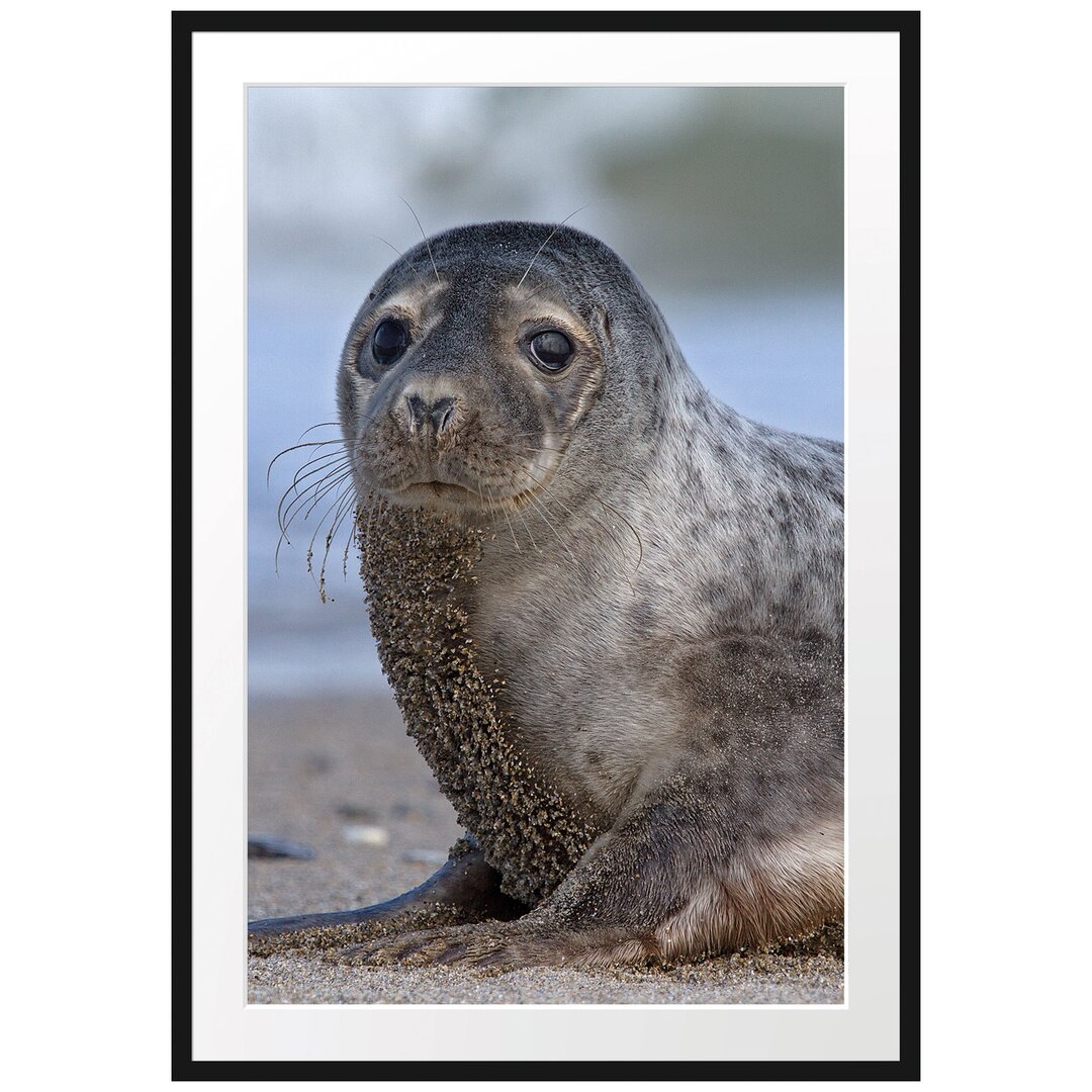 Gerahmtes Poster Niedliche Robbe am Strand