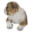 Chiot bouledogue couché