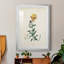 Traditional Botanical III - reproduction de cadre photo-1822273053-1822273042