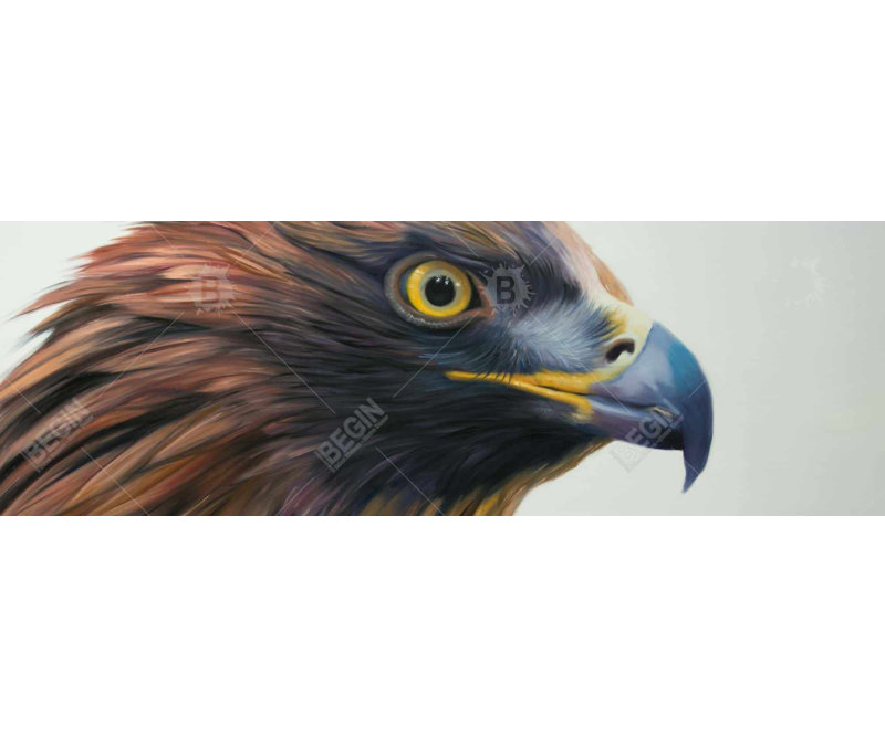 Aigle à tête brune - Impression hyperréaliste best-sellers encadrée, H 48 po x l 16 po