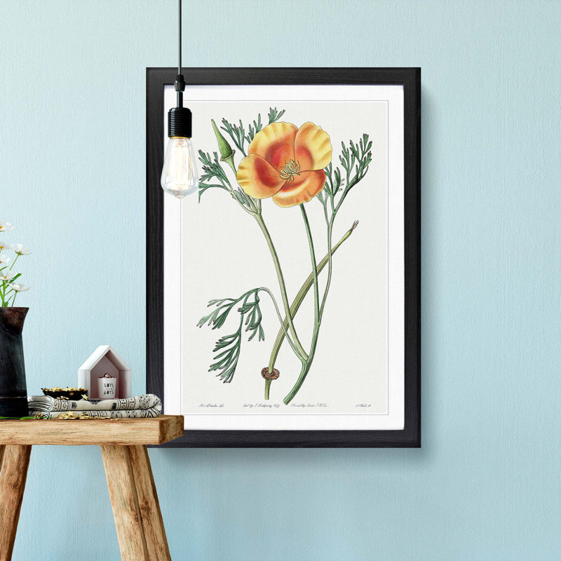 Orange California Poppy - Picture Frame Painting Print, Black Framed, 48cm H x 36cm W x 2cm D
