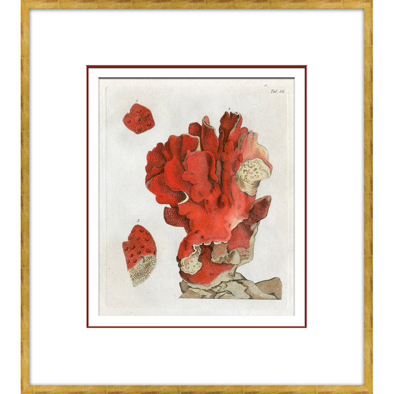 «Coastal Collection - Coral in Red» - Cadre photo, impression sur papier