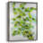 Ivy Framed Print - Solid Wood-491459276