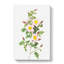 Burnet Rose In Pink by Pierre-Joseph Redoute - Wrapped Canvas-55361880