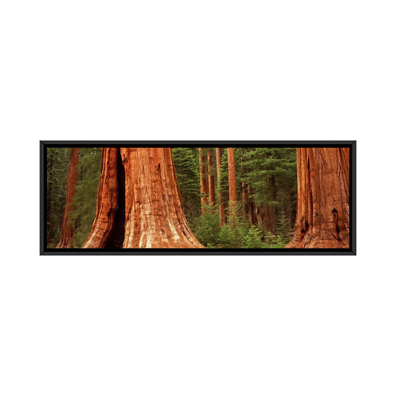 Séquoia géant dans une forêt, Californie, États-Unis - Impression sur toile panoramique sur toile tendue