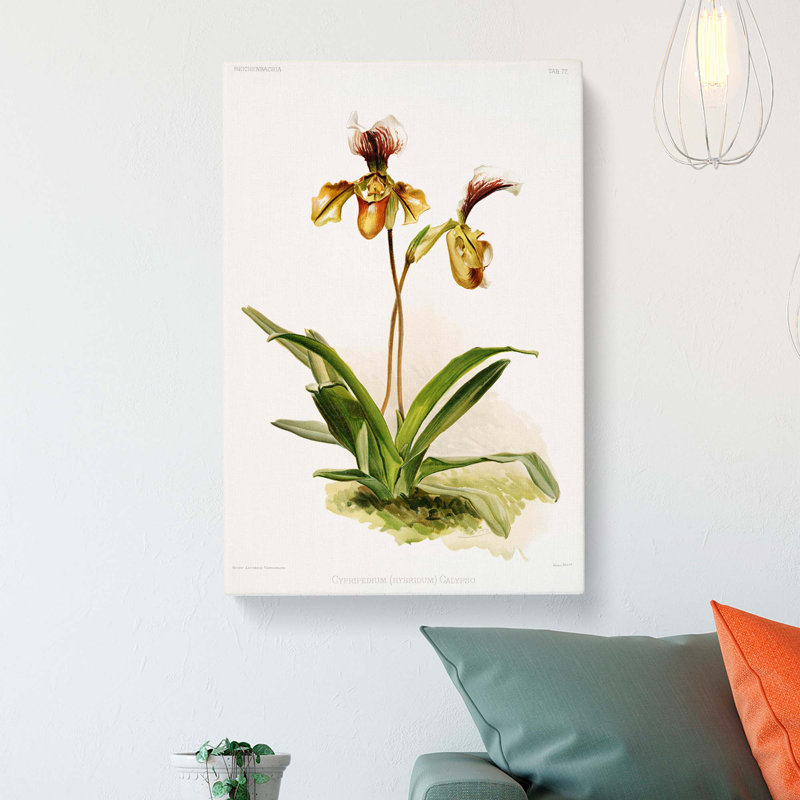 Magnolia Flowers Illustration Tab. 77 by Frederick Sander - Wrapped Canvas, 76cm H x 50cm W x 3cm D