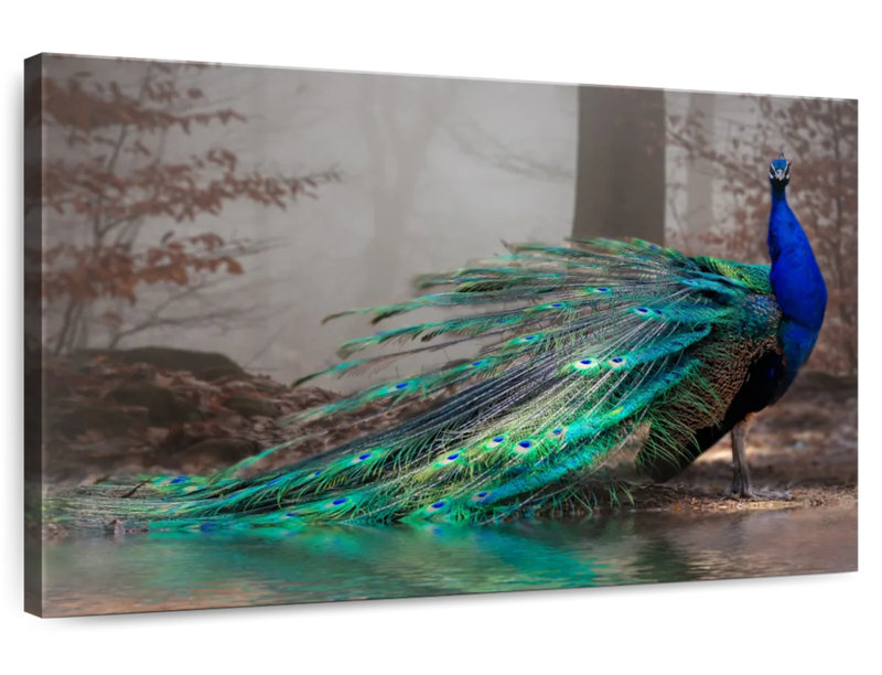 " Elegant Blue Peacock ", 20" H x 30" W