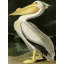 American White Pelican by John Audubon - Wrapped Canvas Painting-1905219604