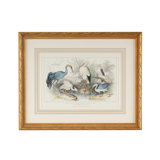 Herons Egrets & Cranes Print