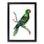 Great-Billed Parrot by George Shaw - Framed Print-55620859-55620860