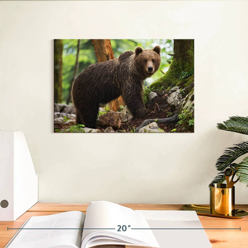 Ours grizzly humide Brampt