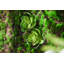 Succulent de feuillage artificiel dans un pot de fleurs-564756965