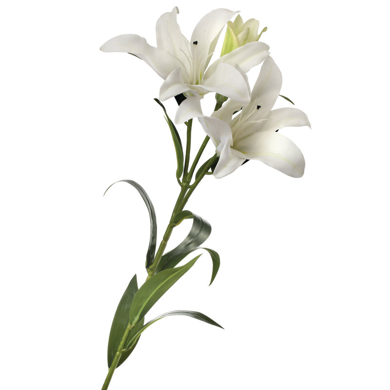 Tiges de lis naturelles, Blanc