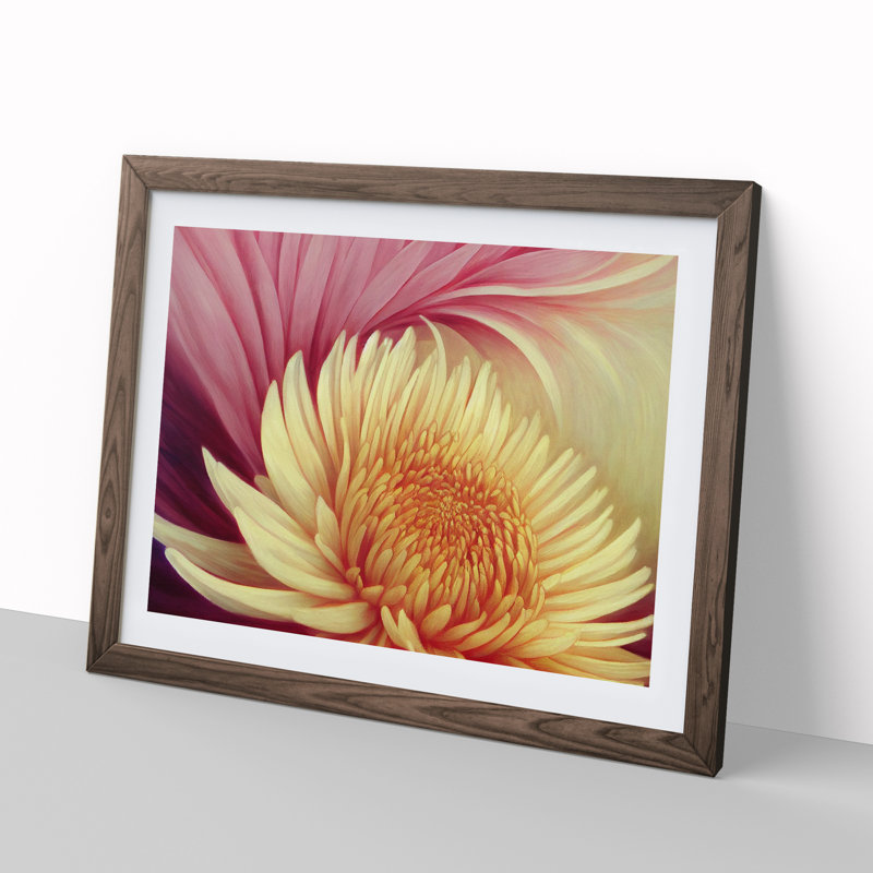 Extravagant Chrysanthemum Flower - Single Picture Frame Print, 46cm H x 64cm W x 2cm D, Walnut Framed