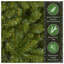 Dunhill Fir Fir Tree-748437005