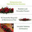 Poinsettia Arrangement