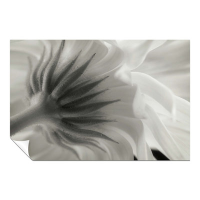 Calendula Flower Petals - No Frame Print