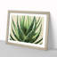 Angelical Aloe Vera Plant - Framed Print-65429980-65429983