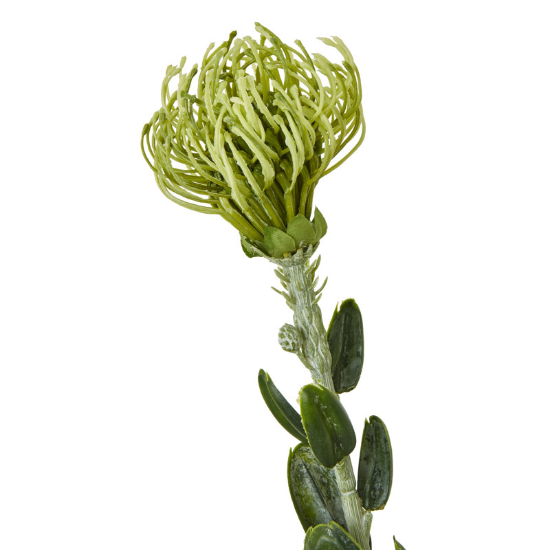 Pincushion Protea Spray, Green