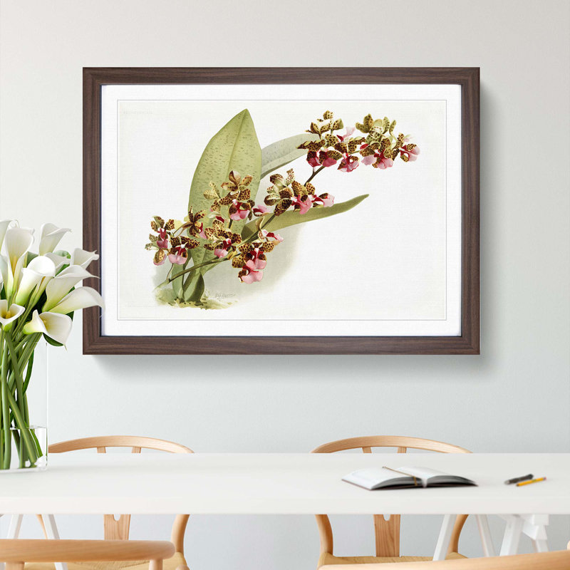 Magnolia Flowers Illustration Tab.73 by Frederick Sander - Picture Frame Art Print, 27cm H x 36cm W x 2cm D, Walnut Framed