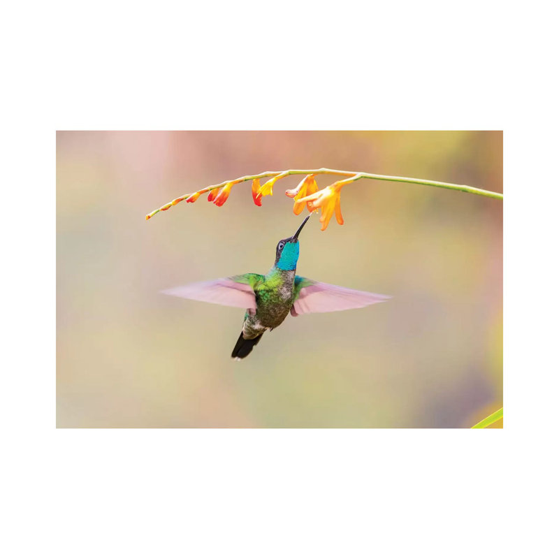 Central America, Costa Rica. Male talamanca hummingbird feeding. 1 Piece Wrapped Canvas Wall Art, 20.32cm H x 30.48cm W