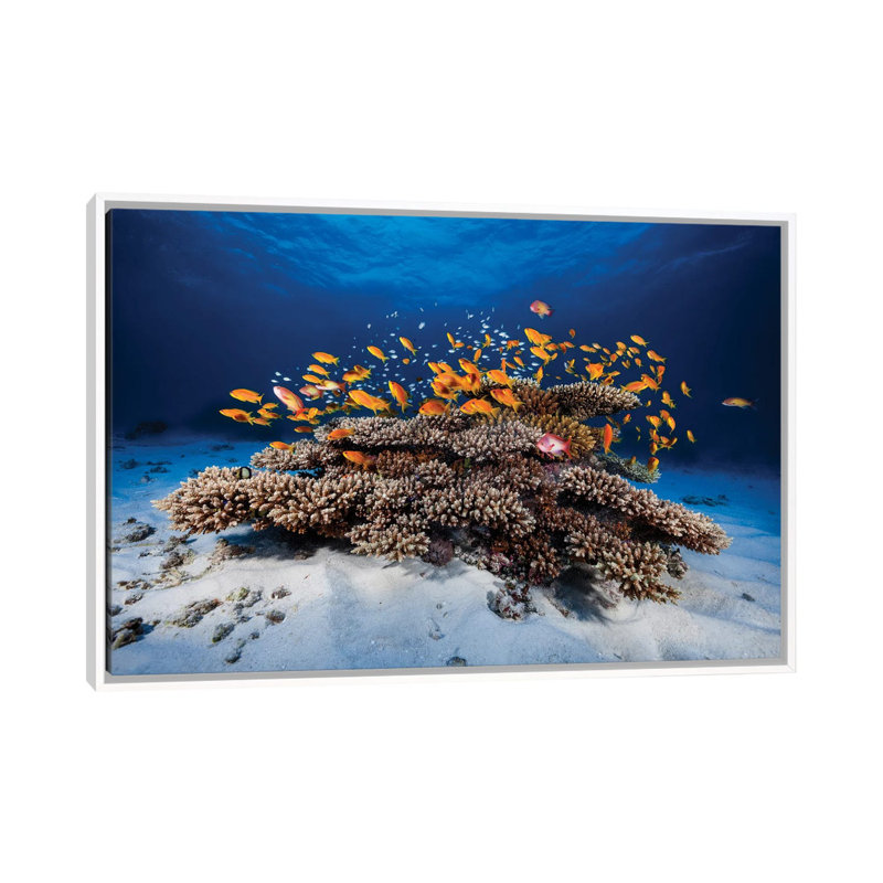 Marine Life by Barathieu Gabriel - Print, 40" H x 60" W x 1.5" D, White Framed Canvas, No Mat