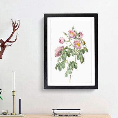 Tomentose Rose in Pink by Pierre-Joseph Redoute - Picture Frame Painting Print