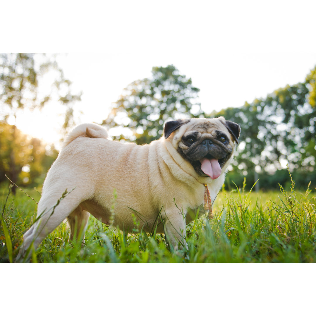 Lächelnder Mops beim Spaziergang im Sommerpark