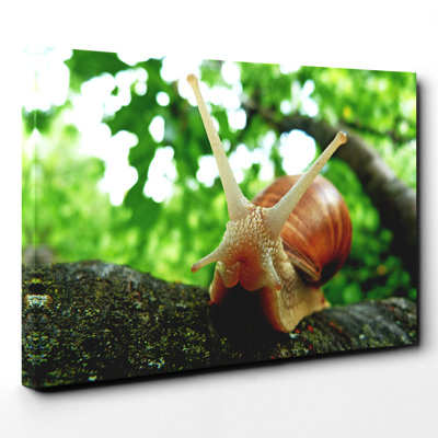 Snail - Wall Art