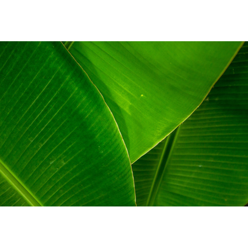Banana Leaves par Honeybee201306 - Photographie sur toile tendue, H 8 po x l 12 po