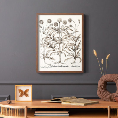 Sépia Besler Botanicals IV, reproduction encadrée - bois massif