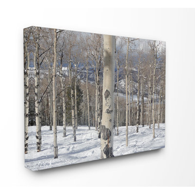 « winter birches », reproduction de photo sur papier