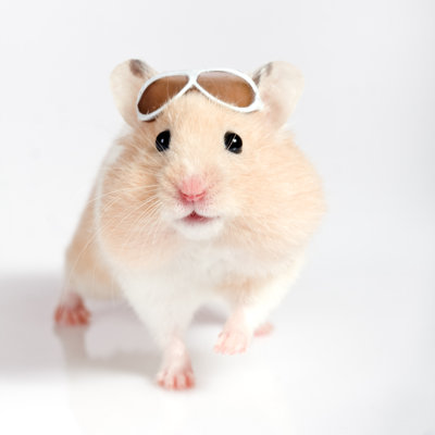Mignon petit hamster par Miljko