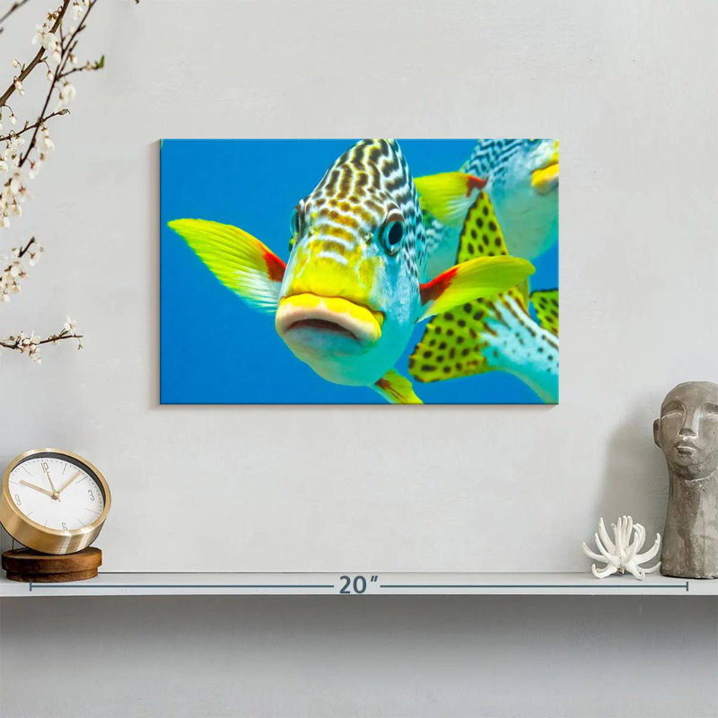 Gros plan sur les Sweetlips, H 8 po x l 12 po