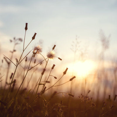 Benildis " Meadow Dandelion Flowers "