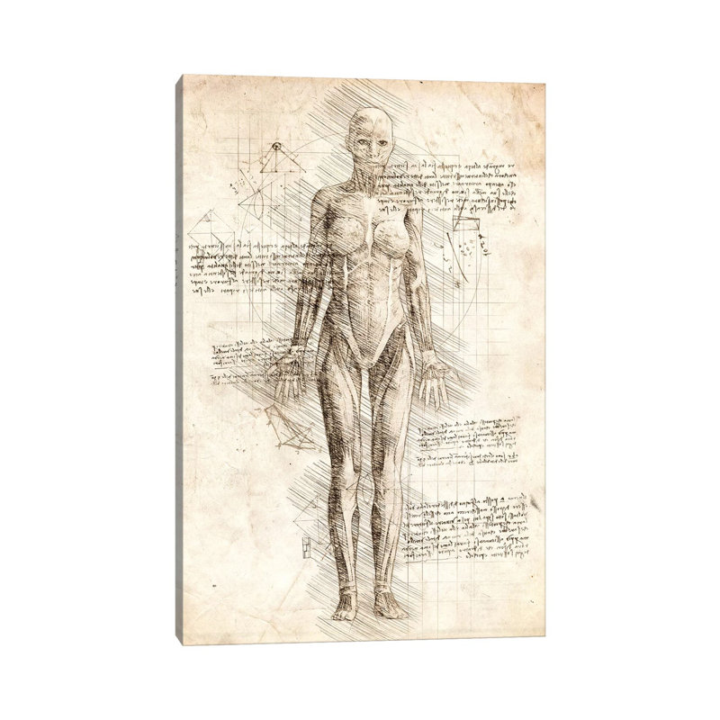 Human Female Muscles Anatomy by Cornel Vlad - Wrapped Canvas Print, 20.32 cm H x 30.48 cm W