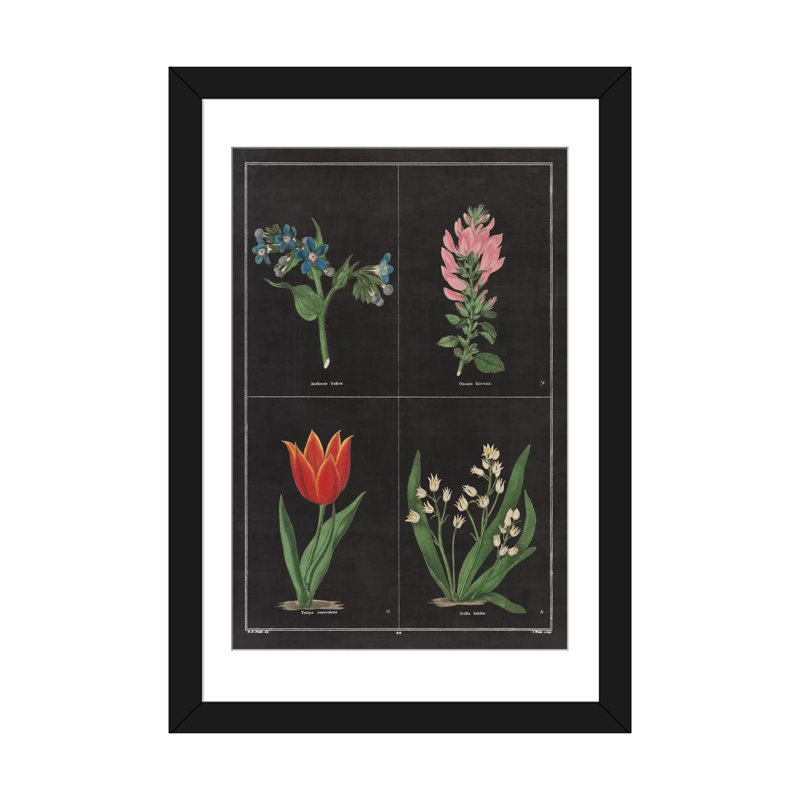 «Botanical Chart III», impression sur toile tendue, H 24 po x l 16 po x P 1 po, Papier beaux-arts encadré noir, Blanc