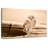 Brampt Desert Owl-108883877