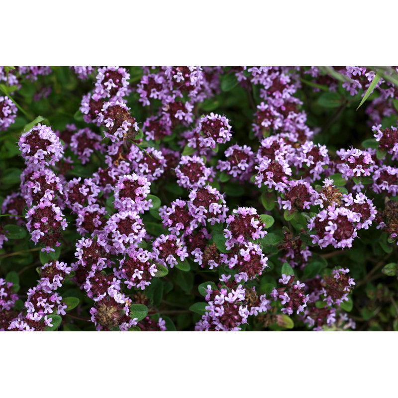 Thym en fleur - photographie sur toile tendue, H 12 po x l 18 po