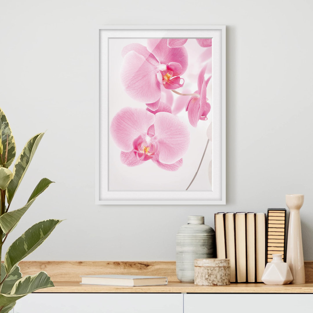 Gerahmtes Poster Delicate Orchids