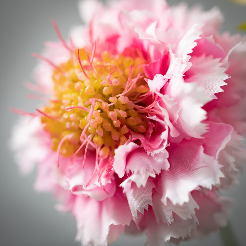 Fleurs vibrantes Scabiosa Sprays, Rose