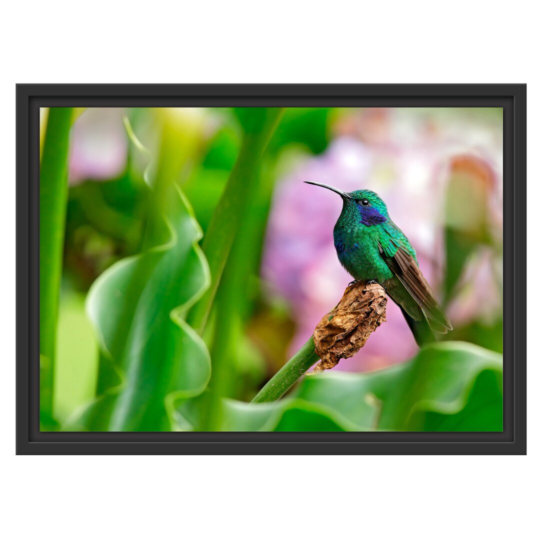 Gerahmtes Wandbild Kolibri in seinem Lebensraum