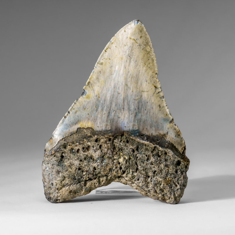 Véritable dent de requin Megalodon dans une boîte de présentation (304 grammes)
