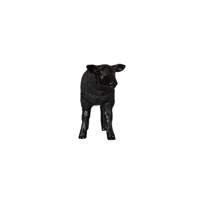 Mouton Texelaar, agneau, gelcoat noir