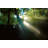 Light Through The Trees - Wrapped Canvas Print-527580881