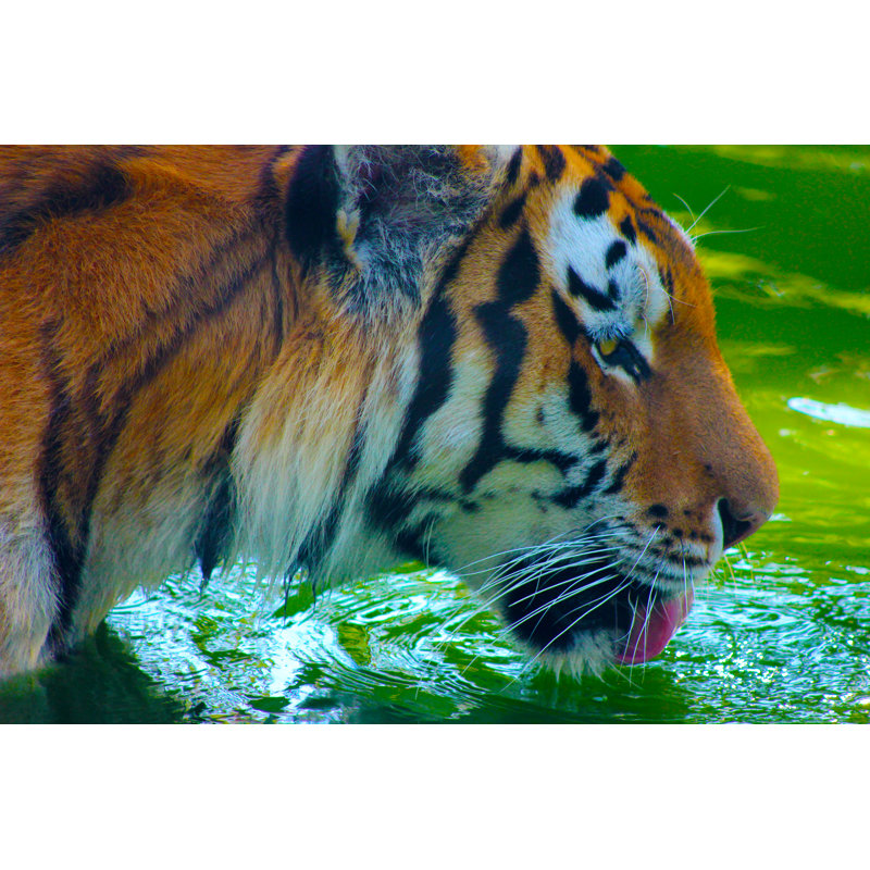 Tigre - Photographie sur toile tendue, H 8 po x l 12 po