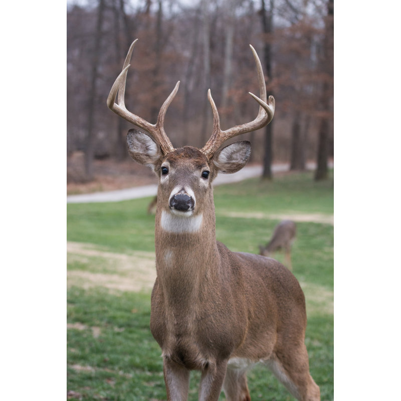 White-tailed Deer by EEI_Tony - Wrapped Canvas Print, 91cm H x 61cm W