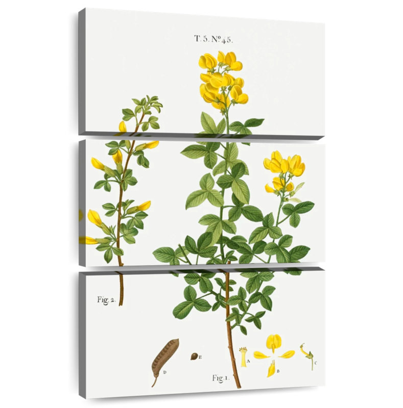 Keiri Common Cytisus Cytisus Biflorus, 45" H x 28" W