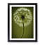 Clamart Dandelion Portrait Vol.1 - Picture Frame Print-225360-225367