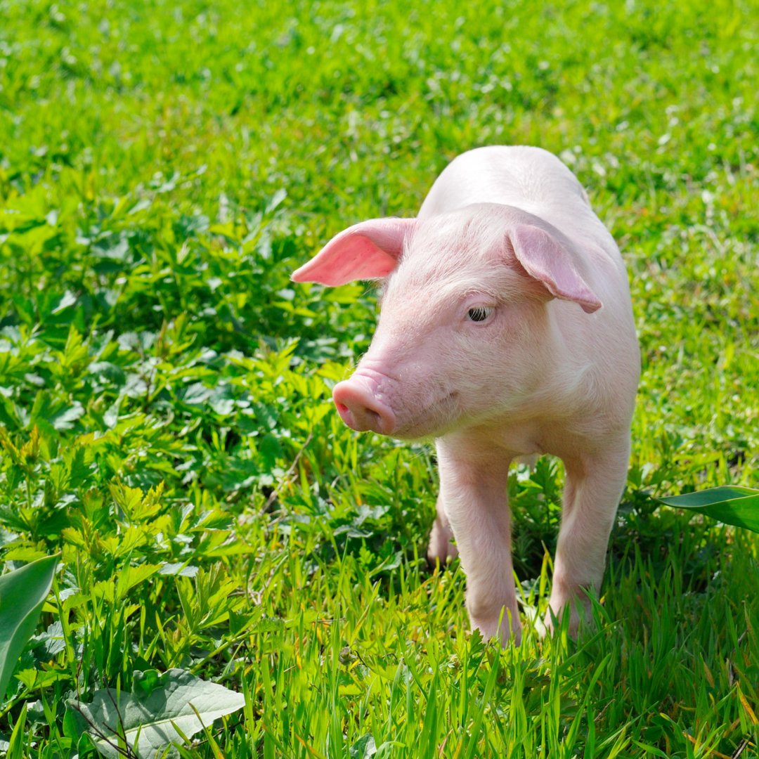 Leinwandbild Pig on a Grass